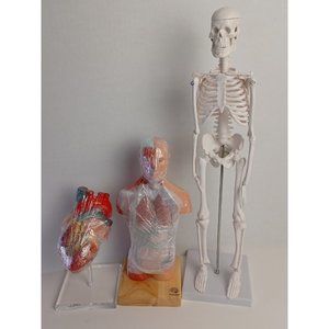 Evotech Scientific Mini Human Torso, skeleton and heart. Brand New!